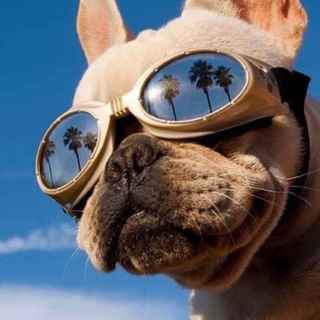 Telegram profile photo for NEW 🔥Курсы со скидками🔥