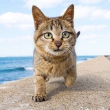Telegram profile photo for Cats and other pets