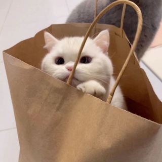 Telegram profile photo for 小白通知频道
