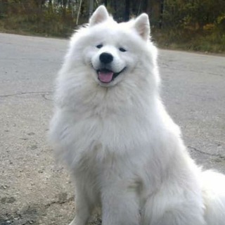 Telegram profile photo for 可爱动物随手收藏