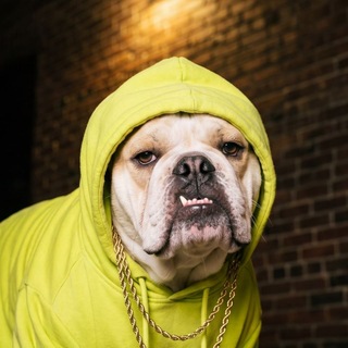 Telegram profile photo for Hoodie