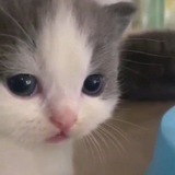 Telegram profile photo for ОСЫ. (пчелы)