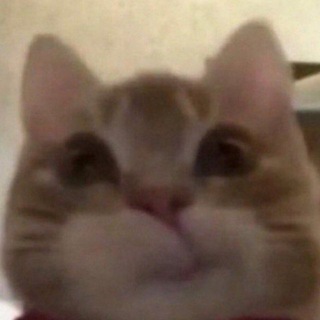Telegram profile photo for Мамкин Композитор