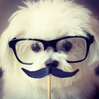 Telegram profile photo for женя скворцов (@zhenyaskvortsov)