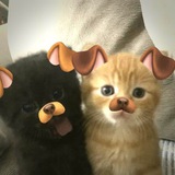 Telegram profile photo for - :: ɜʙᴇɜды ᴏᴛ ᴀнʙиᴋ