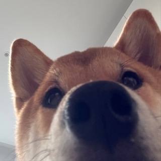 Telegram profile photo for Беркут придумал название