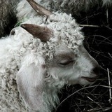 Telegram profile photo for ᗪυѕѕнƙα|ᵗᵃᶰᵗᵉ