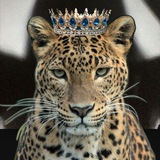 Telegram profile photo for جمله للشورجه