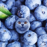 Telegram profile photo for BlueBerry Cat