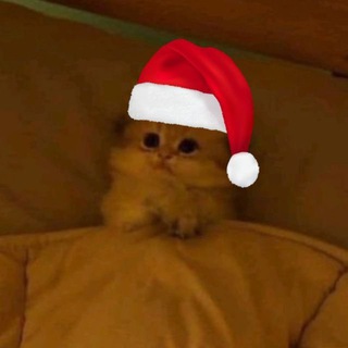 Telegram profile photo for Кот с Уолл-стрит