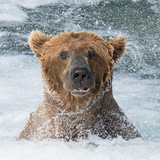 Telegram profile photo for 🐻Bears🐻❄️