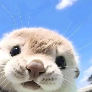 Telegram profile photo for 𝘩𝘦𝘭𝘱 𝘧𝘳𝘰𝘮 𝘰𝘵𝘵𝘦𝘳𝘴’