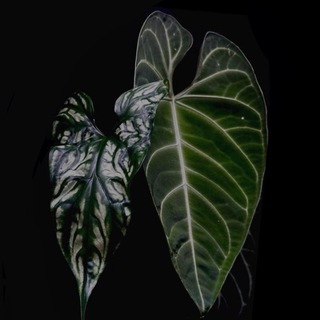 Telegram profile photo for YUTA•PLANTS