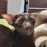 Telegram profile photo for 🐈⬛ Мохнатые кабачки - Серёжа и Виталик🐈⬛