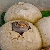 Telegram profile photo for 𐌑ᥲуᥴяκᥙнᥲ н᧐ρᥲ🦎