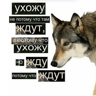 Telegram profile photo for стая ауф