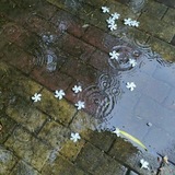 Telegram profile photo for Rainfall