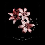 Telegram profile photo for Flowers🥀