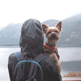 Telegram profile photo for Woof Travel Vanlife 🚐🌍🐶 | на автодоме из Соболя | Yocubik