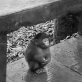 Telegram profile photo for actually 🐒💨