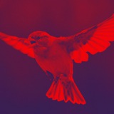 Telegram profile photo for طنزآلود