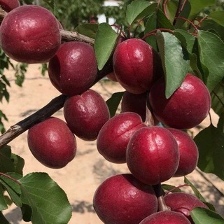 Telegram profile photo for نهال زردآلو