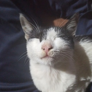 Telegram profile photo for Daily Dump