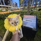 Telegram profile photo for Котовник