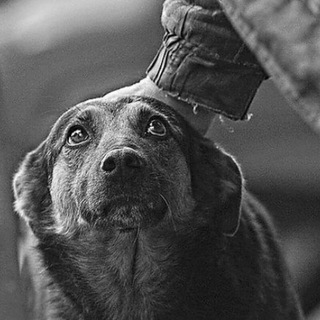 Telegram profile photo for Всё в твоих руках-помощь животным с приюта "Ласка"🐶🐈