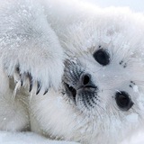 Telegram profile photo for Для сохранения юза