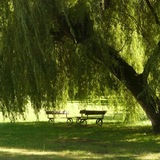 Telegram profile photo for the weeping willow.