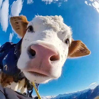 Telegram profile photo for 🔥A cow Update Notification