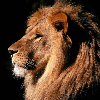 Telegram profile photo for ✙ Lion Library ✙