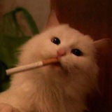 Telegram profile photo for кансей