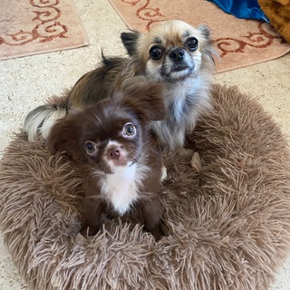Telegram profile photo for Мася и Боня Чихуа 🐕🐕🦺