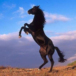 Telegram profile photo for Dictations Nomad Voice
