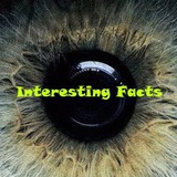 Telegram profile photo for Интересные факты