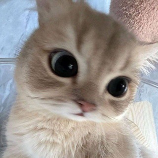 Telegram profile photo for ππππ πππ
π