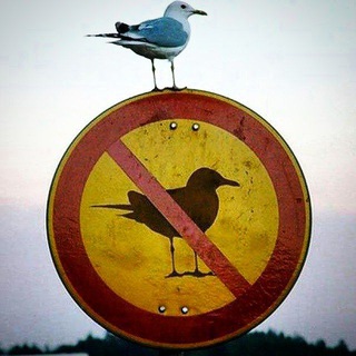 Telegram profile photo for Антон тут пишет