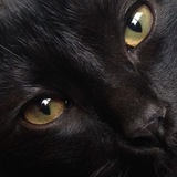 Telegram profile photo for In Lone Fleece, Puublikasi
