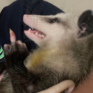 Telegram profile photo for Graveyard