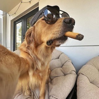 Telegram profile photo for آپلودر میم