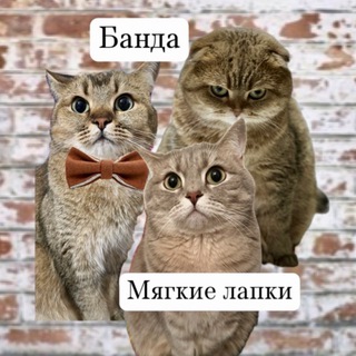 Telegram profile photo for Банда «Мягкие лапки»