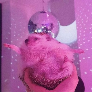 Telegram profile photo for ежиные пляски