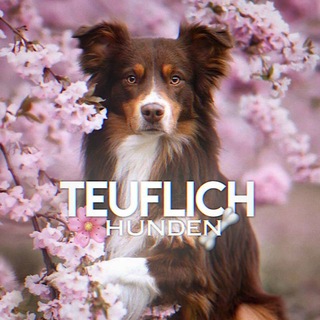 Telegram profile photo for Teuflich Hunden