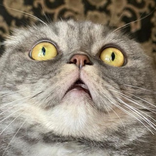 Telegram profile photo for .Страдающее Котовье