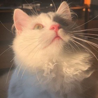 Telegram profile photo for 𝓛𝓮𝓻𝓸 𝓲𝓷𝓯𝓸