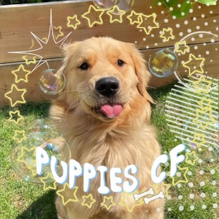 Telegram profile photo for PUPPIES CONFESSION🐾🐾