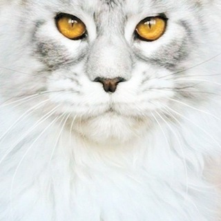 Telegram profile photo for AvaForest Maine Coon - продажа котят Москва.