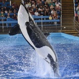 Telegram profile photo for orca sakari irl!